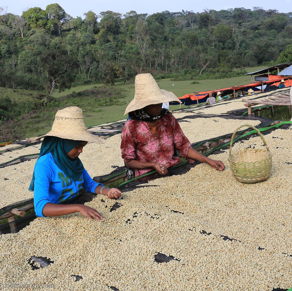 Our first coffee. Ethiopia Duromina.